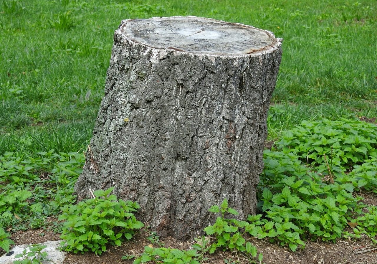 Bild von <a href="https://pixabay.com/de/users/fapro1-818589/?utm_source=link-attribution&utm_medium=referral&utm_campaign=image&utm_content=2758436">Petra Ohmer</a> auf <a href="https://pixabay.com/de//?utm_source=link-attribution&utm_medium=referral&utm_campaign=image&utm_content=2758436">Pixabay</a>